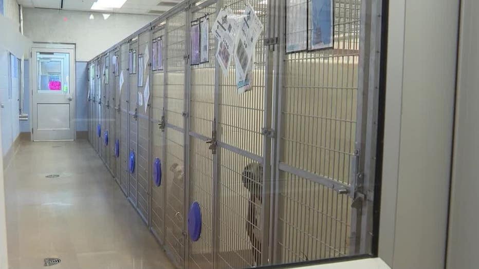 DeKalb Animal Shelter To Begin Killing Dogs To Fix ‘inhumane ...