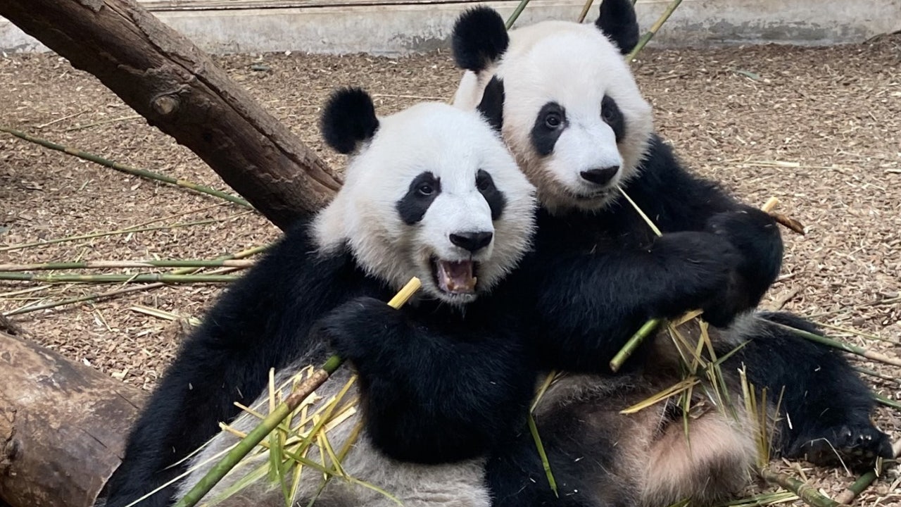 Zoo Atlanta Will Return Giant Pandas To China By End Of 2024 | FOX 5 ...