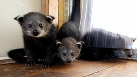 Zoo Atlanta invites 'bearcat' fans to name 2 of the first binturongs born at zoo