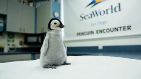 Watch: Baby Emperor penguin hatches at SeaWorld