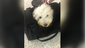 Animal rescue seeks info on puppy abandoned by Southwest counter at Indianapolis International Airport