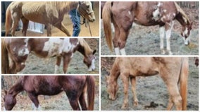 Horse owner arrested in Haralson County after 5 malnourished horses found