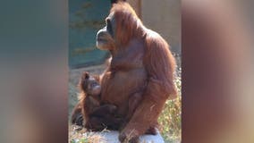 6-month-old Sumatran orangutan settling in at Zoo Atlanta