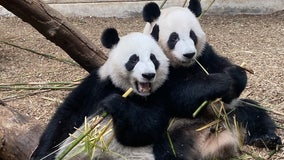 Atlanta now only place to see giant pandas in the entire US