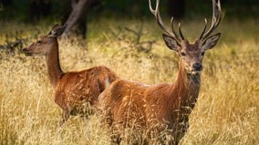 Drivers beware: Deer mating season kicks into gear around Georgia roads