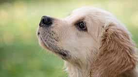 Mysterious fatal dog respiratory illness reported in Georgia