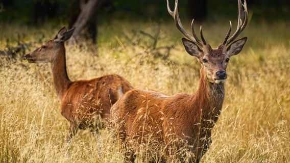 Hunting TV host Matt Jennings sentenced for illegal deer kills in Kansas