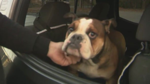 Man reunited with 1 of 2 dogs taken by masked men in Castleberry Hill