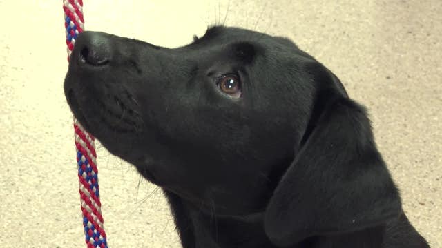 From boots to general: Corey, the future service dog, climbs ranks for veterans' well-being