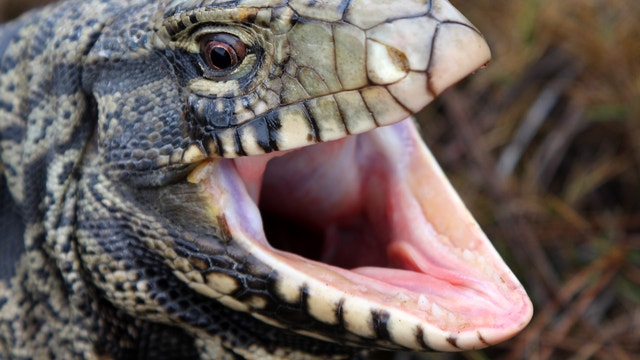 'Giant lizard' found under Athens porch highlights requirement to register, tag pet reptiles in Georgia