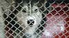 Scammers targeting metro Atlanta owners of missing pets
