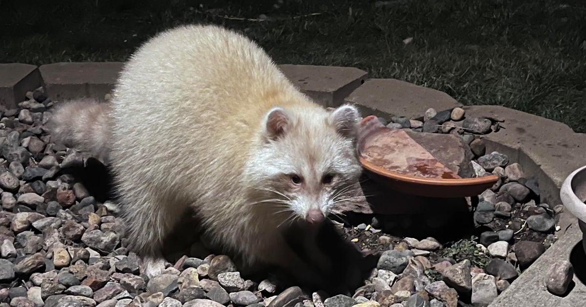 Rare blonde raccoon becomes frequent visitor at Iowa home | FOX 5 Atlanta