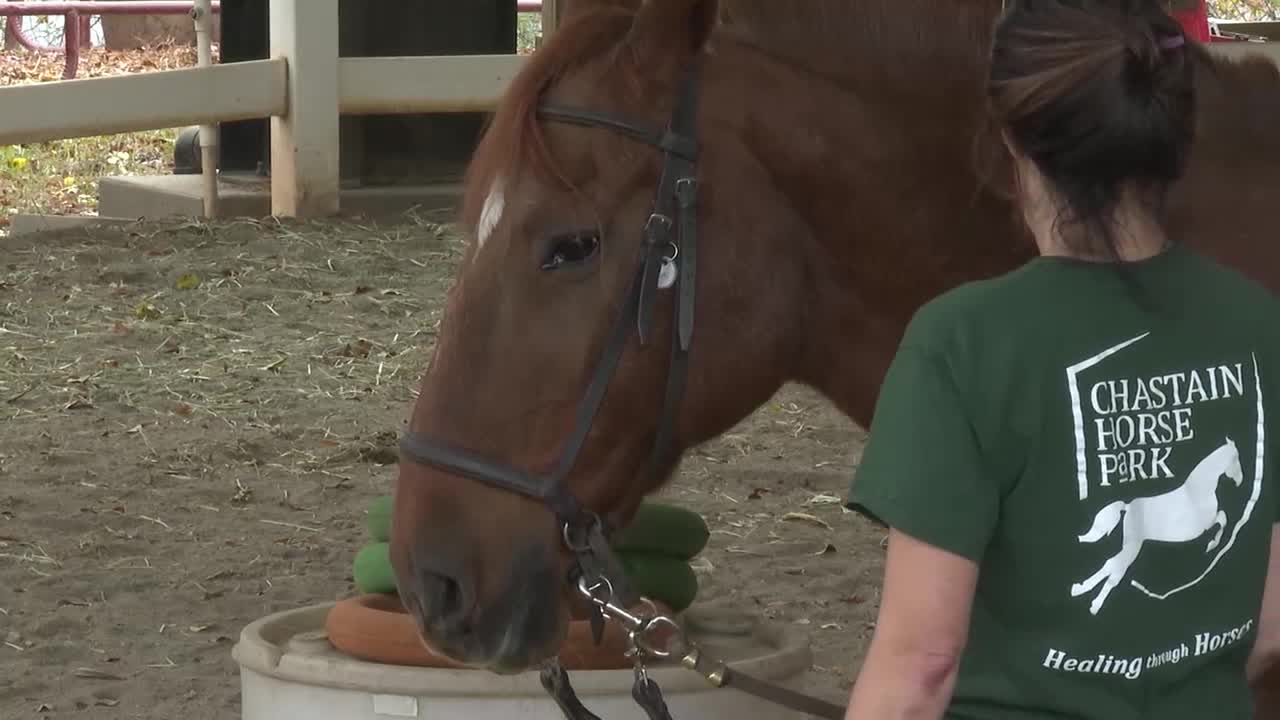 Atlanta’s Chastain Horse Park plans to expand therapeutic program FOX