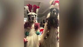 Llamas spread holiday joy to residents of Roswell senior living facility