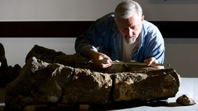 Massive skull of ancient 'sea monster' discovered in England