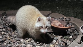 Rare blonde raccoon becomes frequent visitor at Iowa home