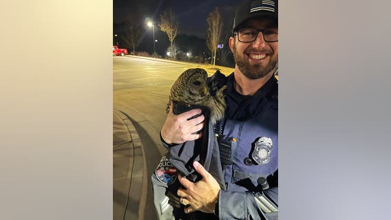 Feisty feathered friend: Injured owl rescued by Milton police soars to recovery