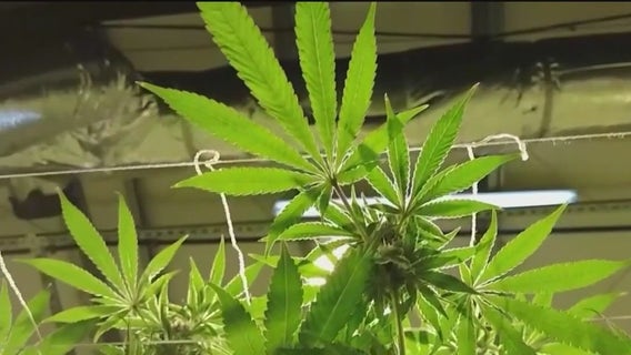 East Point City Council votes to decriminalize weed possession