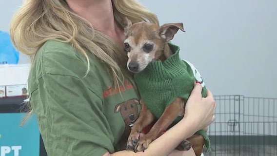 Shelter and Shelves hosting pet adoption event this weekend in Dunwoody