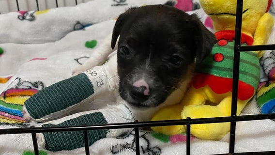 Animal shelter seeks adoption for brave dog kicked by horse