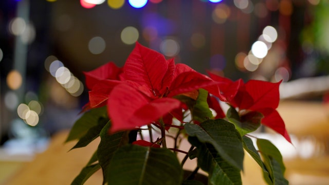 Where do poinsettias come from? How the plant became so closely connected to Christmas