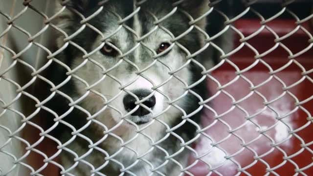 Scammers targeting metro Atlanta owners of missing pets