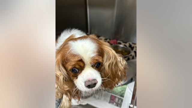 62 animals rescued from 'extreme hoarding' situation in Hall County