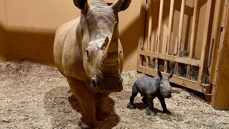 A newborn southern white rhino calf next to its proud mother, 22-year-old Kiazi, at Zoo Atlanta on Dec. 24, 2023.