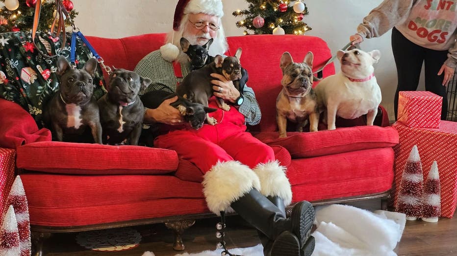 A man dressed as Santa Claus sits on a red couch filled with dogs who are posing for a Christmas photo. 