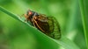 Cicadas in Georgia 2024 | Everything you need to know