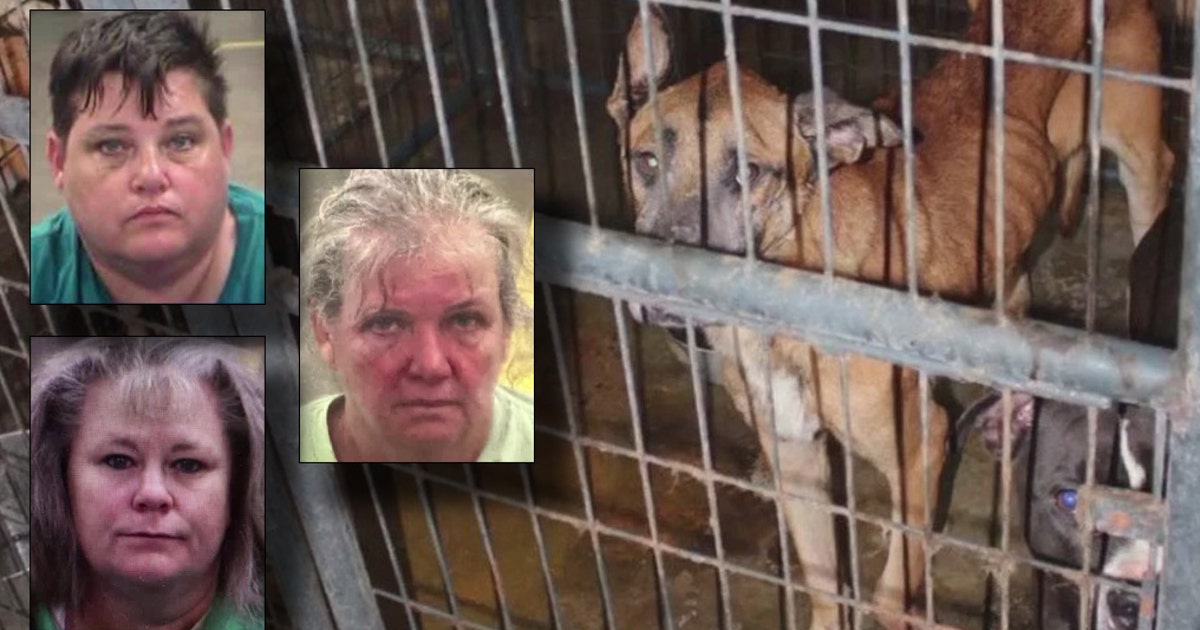 Dogs Rock Rescue animal abuse case indictments | FOX 5 Atlanta