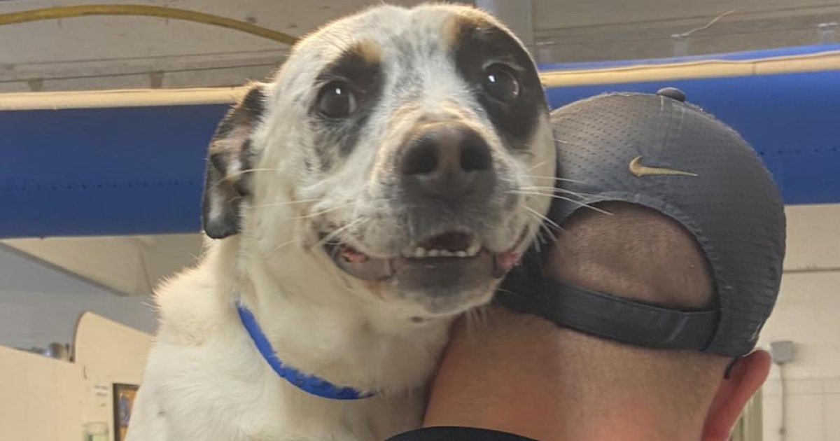 Dog ‘badly abused’ finally finds forever home after nearly 500 days in ...