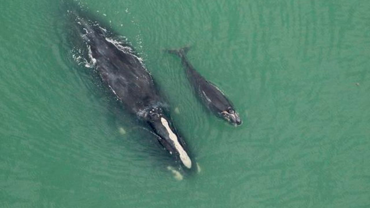 Endangered whale and calf spotted off Georgia coast - Vimarsana News