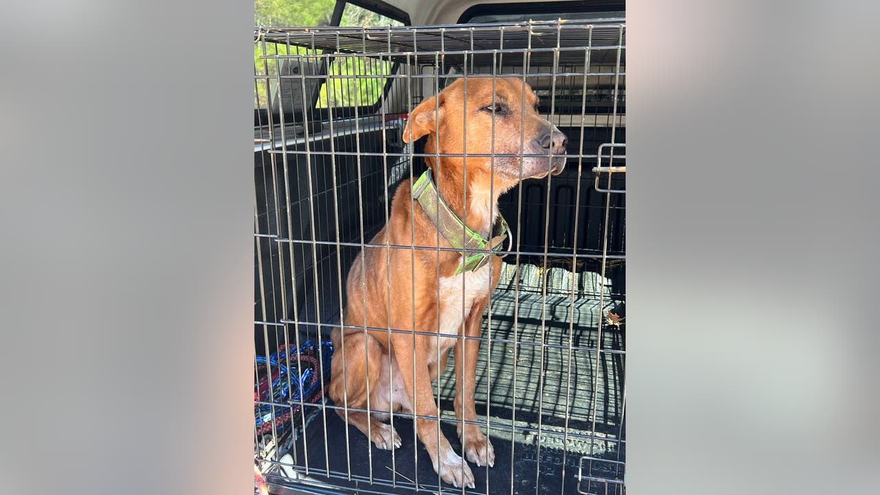 Malnourished pets found living in their own feces, urine in Monroe County - Vimarsana News