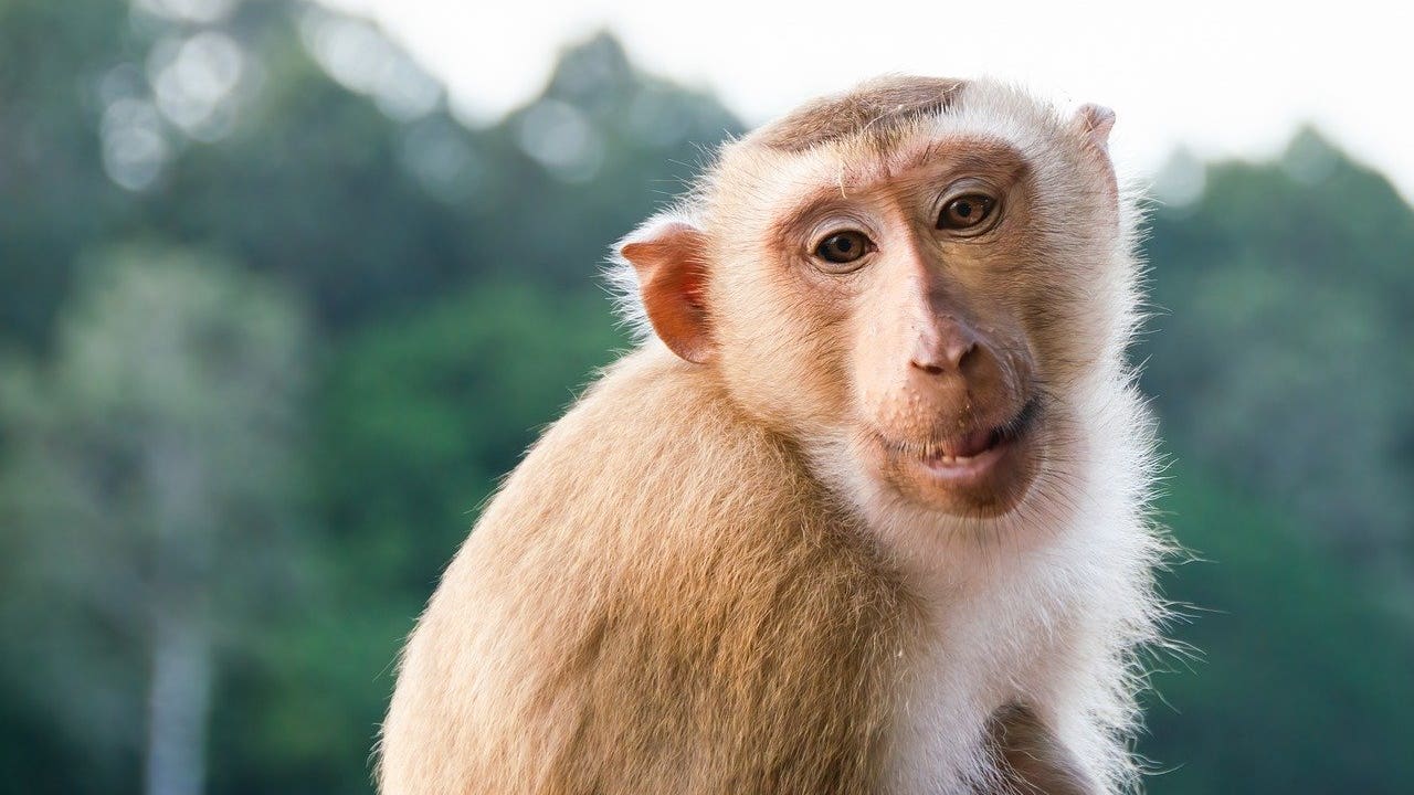 Georgia county takes back support for $396M monkey-breeding facility