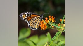 Help save monarch butterflies; volunteers needed to report sightings in Georgia