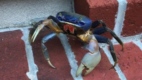 Large invasive crab species spotted on Georgia coast, officials concerned