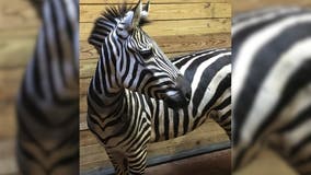 Meet Imara: Female zebra joins Zoo Atlanta’s African Savanna