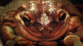 'Big as your hand': Invasive cannibal Cuban frogs spotted in Georgia