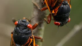When do cicadas come out in 2024? What to know ahead of the bug's emergence in Georgia