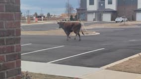 Runaway bull taken down after attacks in Henry County