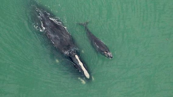Endangered whale and calf spotted off Georgia coast