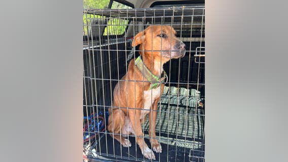 Malnourished pets found living in their own feces, urine in Monroe County