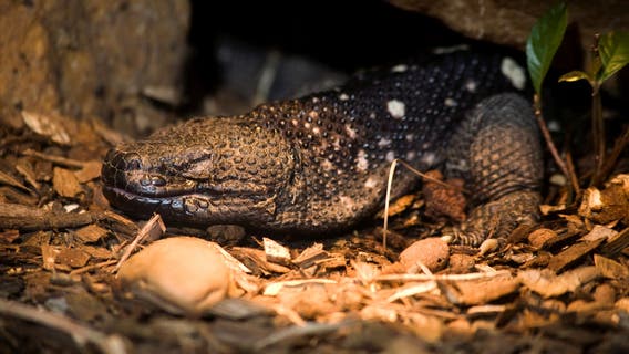 Zoo Atlanta working to save 1 of the world's rarest lizard species