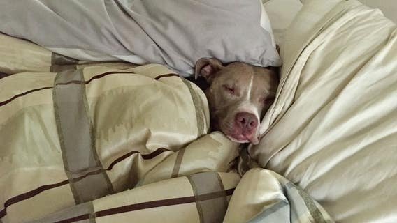 Atlanta winter weather: How to ensure your pets stay warm and safe