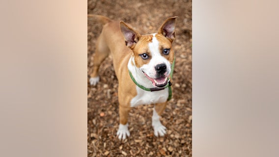 Fulton County Animal Services holding weekend job fair