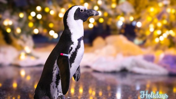 Georgia Aquarium's Resident Pass now on sale, not just for GA residents