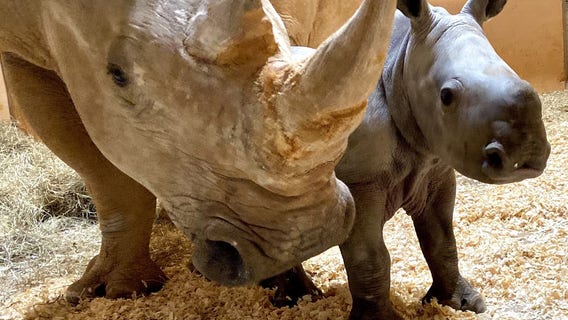 It's a girl! First southern white rhino born at Zoo Atlanta on Christmas Eve