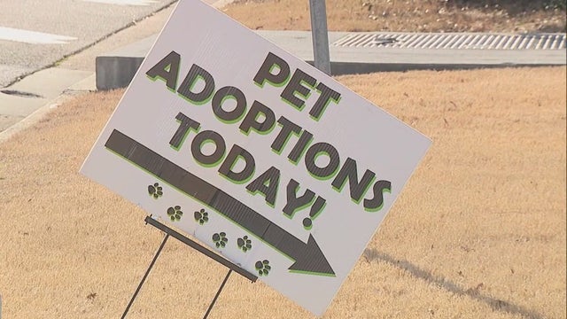 Dog pneumonia quarantine: Douglas County Animal Shelter locked down after outbreak