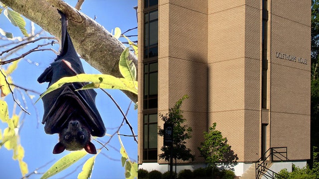 Health officials concerned over bat infestation in UGA dorm